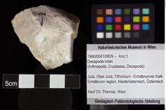 Foto (Objket + Etiketten) von Decapoda indet. 